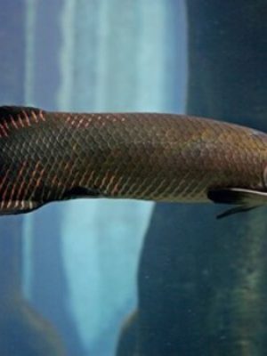 Pirarucu 20-25cm