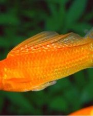 Molinesia Albina 2-4cm Molinesia Albina 2-4cm