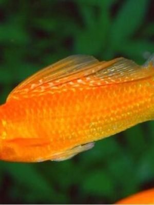 Molinesia Albina 2-4cm