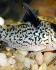 Corydora Agassizii 2-3cm Corydora Agassizii 2-3cm