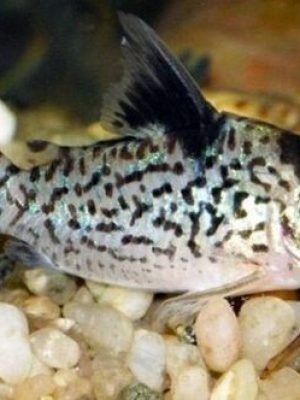 Corydora Agassizii 2-3cm