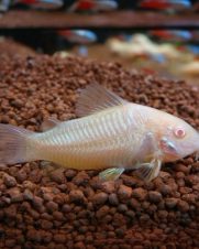 Corydora Albina 2-3cm