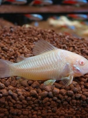 Corydora Albina 2-3cm
