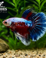 Betta Macho Fancy 3-5cm