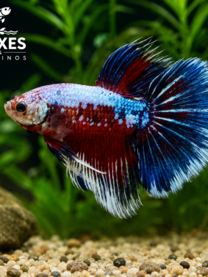 Betta Macho Fancy 3-5cm