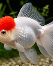 Kinguio Oranda Red Cap 6-9cm