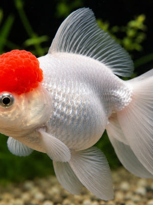 Kinguio Oranda Red Cap 6-9cm