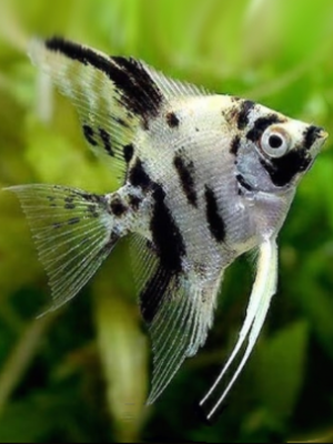 Acara Bandeira Dalmata 4-5cm