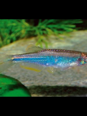 Danio Azul 2-3cm