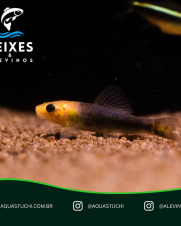 Algae Eater Duo Especial 9-12cm