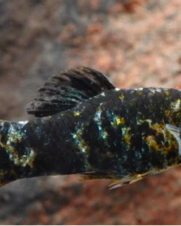 Molinesia Sphenops 2-4cm