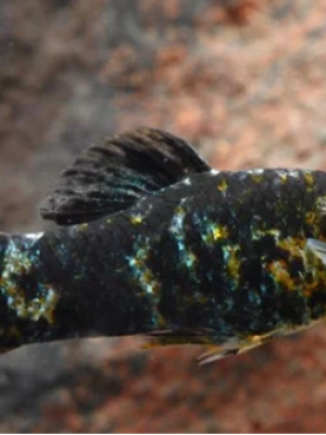 Molinesia Sphenops 2-4cm