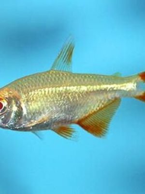 Tetra Buenos Aires Albino 2-4cm