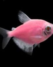 Tetra Monja Rosa 2-3cm