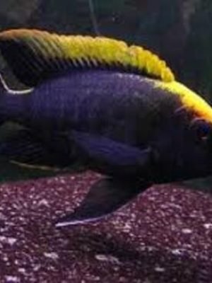 Aulonocara Apache 6-9cm