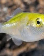 Baiacu Abacate 3-5cm Baiacu Abacate 3-5cm