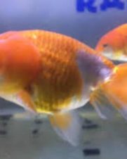 Kinguio Ranchu Red White 6-9cm