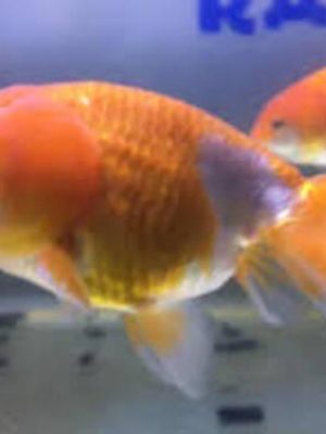 Kinguio Ranchu Red White 6-9cm