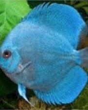 Acara Disco Blue Diamond 6-9cm