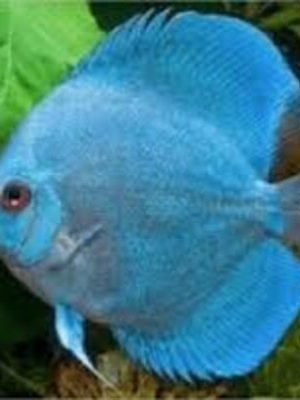 Acara Disco Blue Diamond 6-9cm