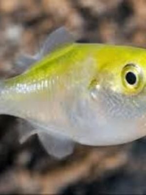 Baiacu Abacate 3-5cm