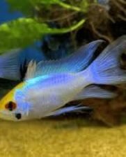 Ramirezi Electric Blue Véu 2-4cm