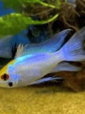 Ramirezi Electric Blue Véu 2-4cm