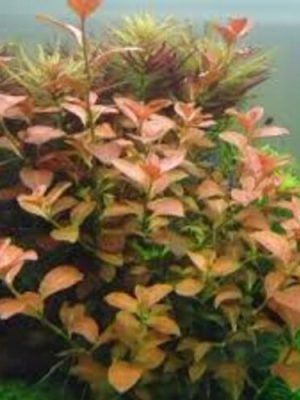 Ludwigia Glandulosa