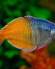 Melanotaenia Boesemani 2-4cm Melanotaenia Boesemani 2-4cm