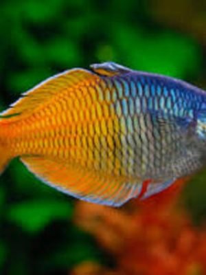 Melanotaenia Boesemani 2-4cm