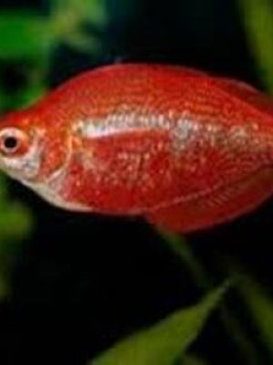 Melanotaenia Maça 2-4cm