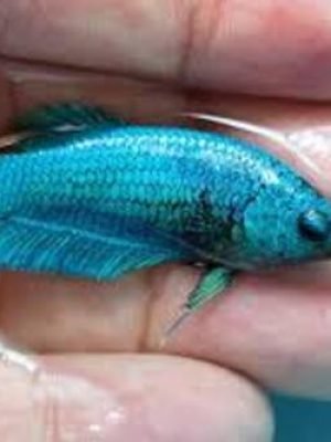 Betta Fêmea Blue Ouchs 2-4cm