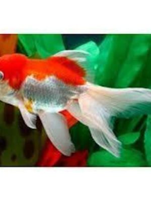 Kinguio Oranda Red White 6-9cm
