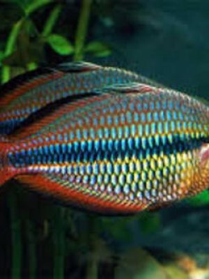 Melanotaenia Trifasciata 2-4cm