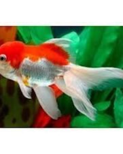 Melanotaenia Trifasciata 2-4cm