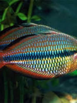 Melanotaenia Trifasciata 2-4cm