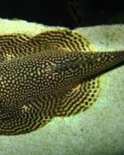 Mini Arraia Bótia Borneo Sucker 2-3cm Mini Arraia Bótia Borneo Sucker 2-3cm