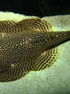 Mini Arraia Bótia Borneo Sucker 2-3cm