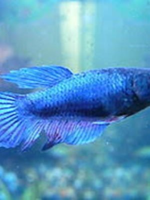 Betta Fêmea Splendens Azul 2-3cm