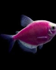 Tetra Monja Roxo 2-3cm