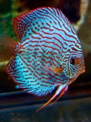 Acara Disco Blue Turquesa 6-9cm