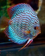 Acara Disco Blue Turquesa 6-9cm