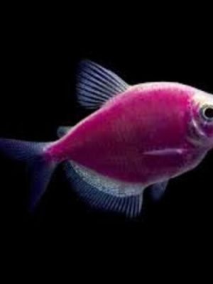 Tetra Monja Roxo 2-3cm