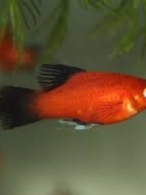 Platy Ruby Seta 2-4cm