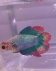 Betta Fêmea Cauda Dupla 2-3cm