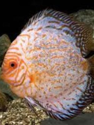 Acara Disco Panda 6-9cm