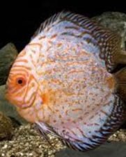 Acara Disco Panda 6-9cm