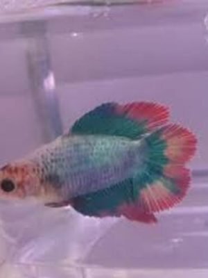 Betta Fêmea Cauda Dupla 2-3cm