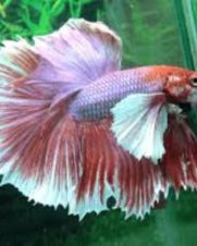 Betta Macho Dumbo 3-5cm