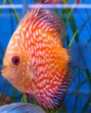 Acara Disco Pigeon Blood 6-9cm Acara Disco Pigeon Blood 6-9cm